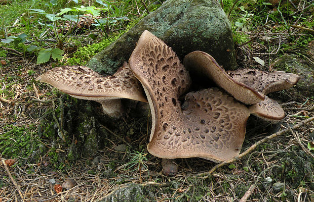 jelenkovec škridlicovitý Sarcodon imbricatus (L.) P. Karst.