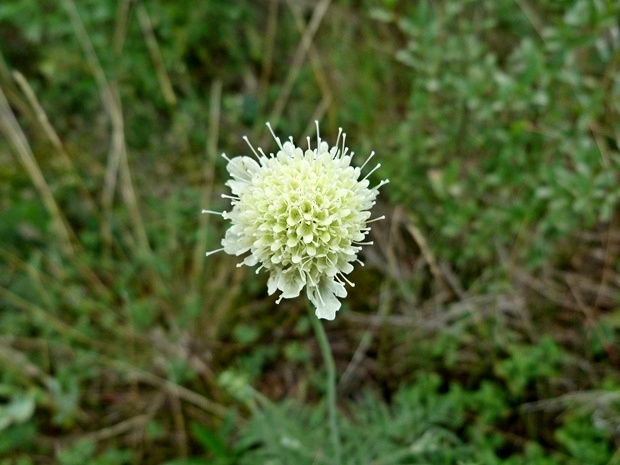 hlaváč žltkastý Scabiosa ochroleuca L.