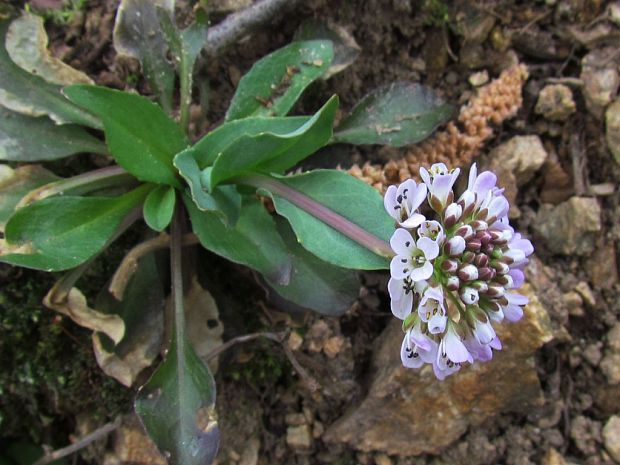 peniažtek modrastý Thlaspi caerulescens J. Presl et C. Presl