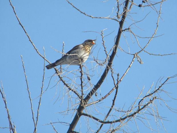 drozd čvikotavý Turdus pilaris