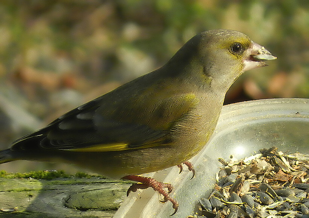 stehlík zelený carduelis chloris