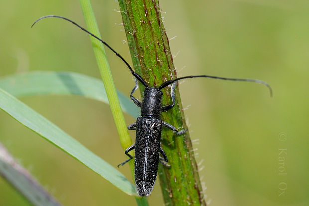 vrzúnik Agapanthia cardui Linnaeus, 1767