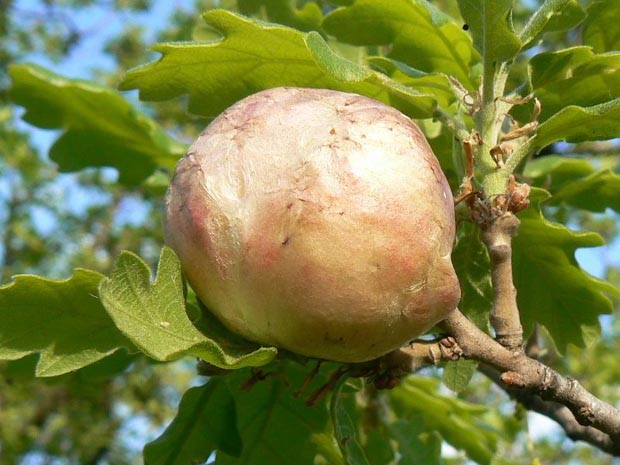 hrčiarka bezkrídla / žlabatka bezkřídla Biorhiza pallida