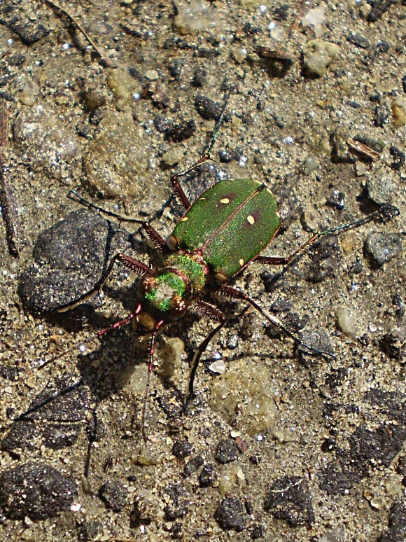 svižník poľný  Cicindela campestris Linnaeus, 1758