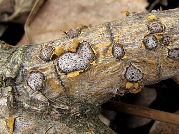 diatrypka Diatrype bullata (Hoffm.) Fr.