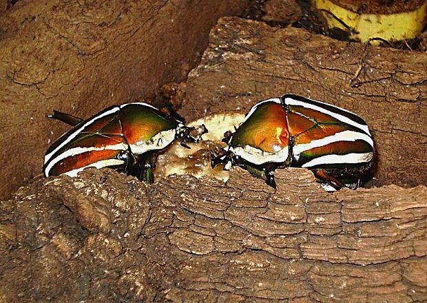 zlatohlávek bělolemý Dicronorrhina derbyana layardi