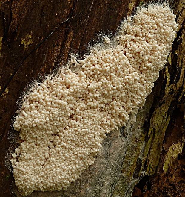 slizovka Myxomycetes