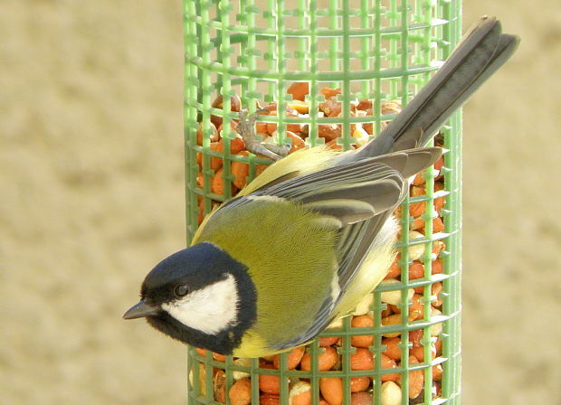 sýkorka bielolíca Parus major