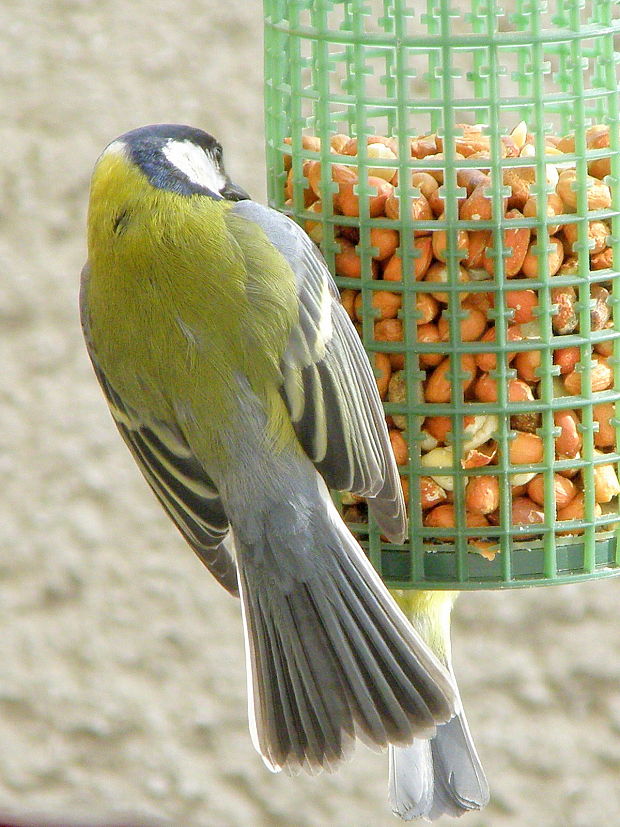 sýkorka bielolíca  Parus major