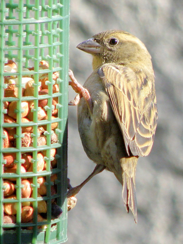 vrabec domový - samička  Passer domesticus