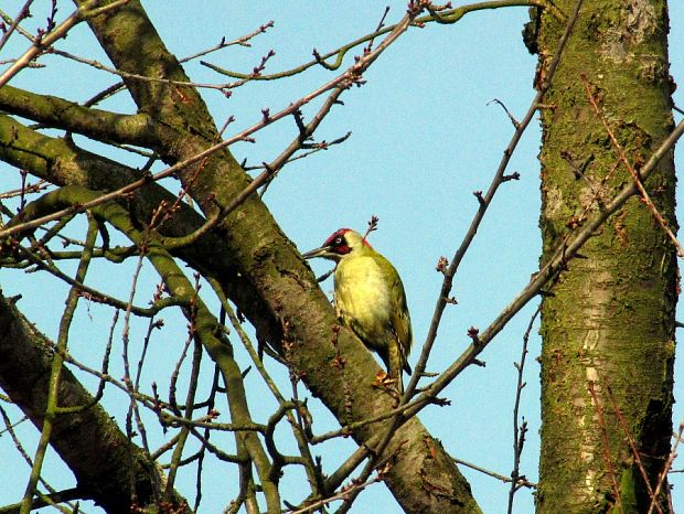 žlna zelená-žluna zelená Picus viridis