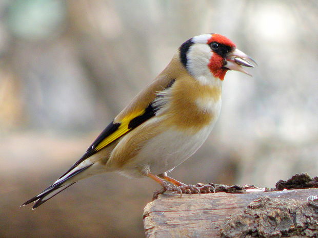 stehlík obyčajný  Carduelis carduelis