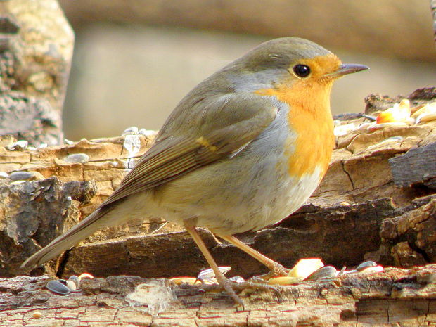 slávik - červienka Erithacus rubecula