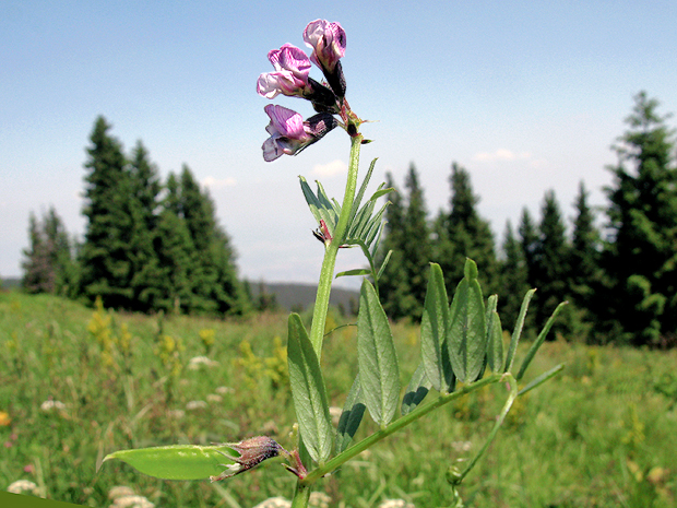 vika plotná Vicia sepium L.