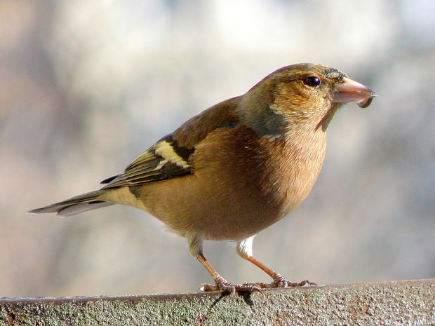 pinka lesná  (Fringilla coelebs