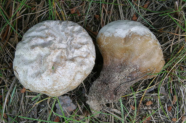 rozpadavec biely Calvatia candida (Rostk.) Hollós