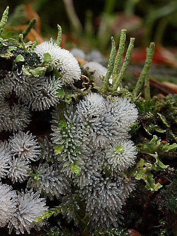 rohačka kríčkovitá Ceratiomyxa fruticulosa var. fruticulosa (O.F. Müll.) T. Macbr