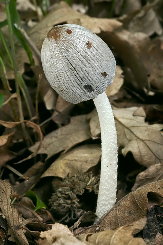 hnojník nápadný Coprinopsis insignis  (Peck) Redhead, Vilgalys & Moncalvo