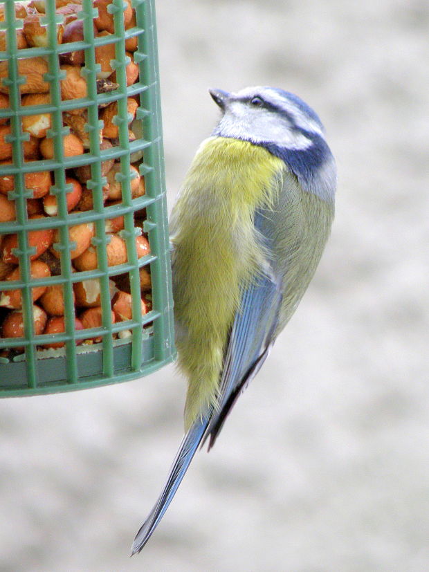 sýkorka belasá  Cyanistes caeruleus