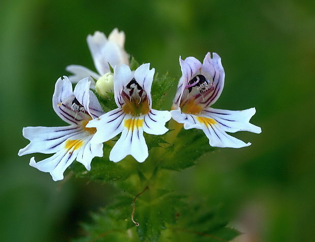 očianka rostkovova Euphrasia rostkoviana Hayne