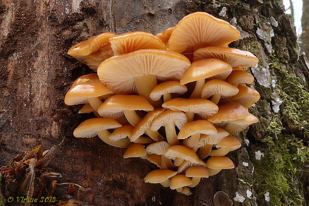 plamienka Flammulina sp.