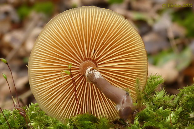 kapucňovka okrovohnedastá Galerina marginata (Batsch) Kühner