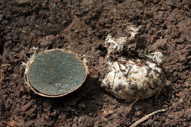 lúpavka Hysterangium sp.