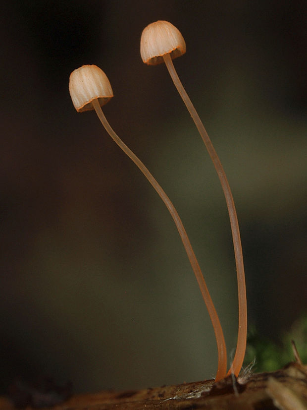 prilbička papradinová Mycena pterigena (Fr.) P. Kumm.