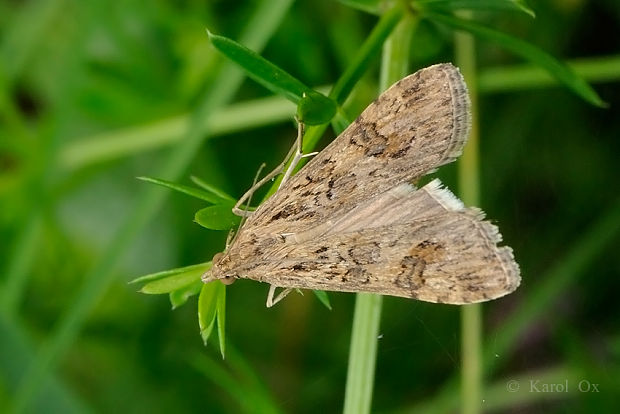 vijačka sťahovavá Nomophila noctuella Denis & Schiffermüller, 1775