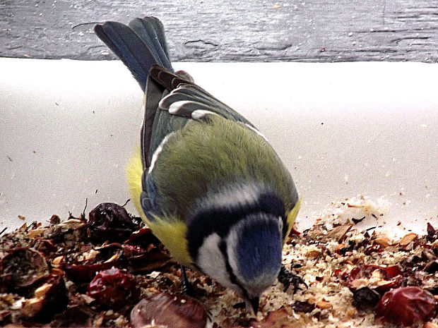 sýkorka belasá Parus caeruleus