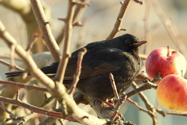 drozd čierny  Turdus merula