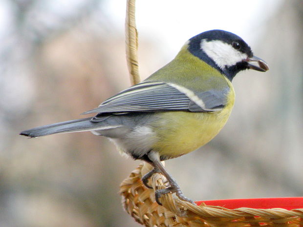 sýkorka bielolíca   Parus major