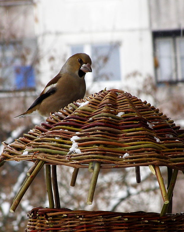 glezg hrubozobý Coccothraustes coccothraustes