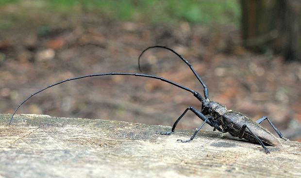 vrzúnik pralesový Monochamus sartor