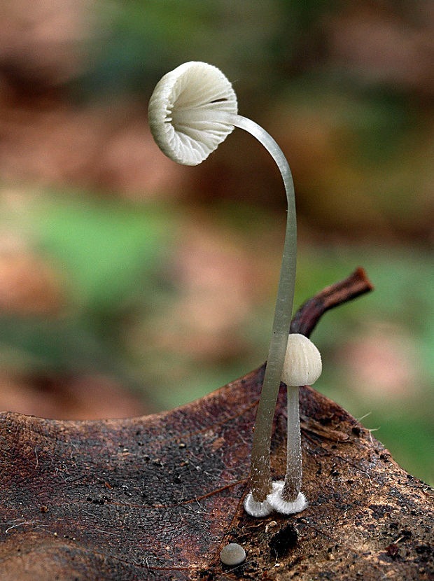 prilbička diskovitá Mycena stylobates (Pers.) P. Kumm.