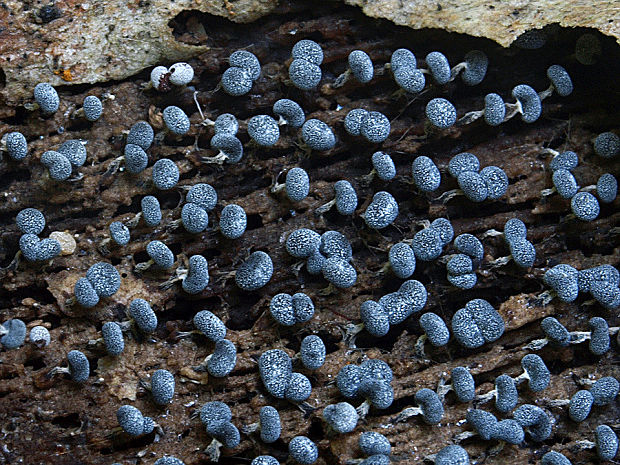 vápnikovec Physarum sp.