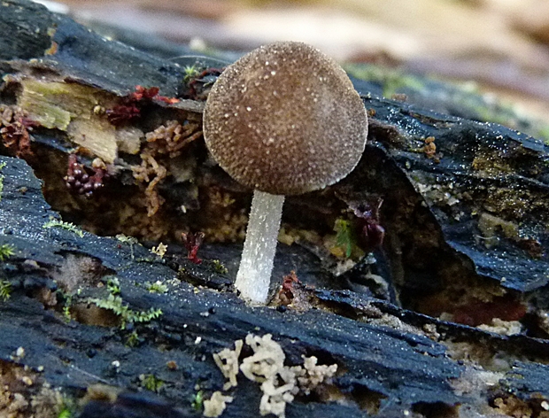 štítovka Pluteus sp.