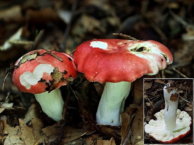 plávka modrastolupeňová Russula silvestris (Singer) Reumaux