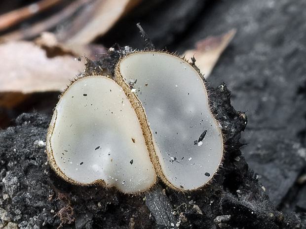 trichofea uhľomilná Trichophaea hemisphaerioides (Mouton) Graddon