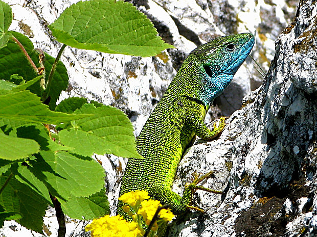 jašterica zelená/ještěrka zelená středoevropská Lacerta viridis viridis (Laurenti, 1768)