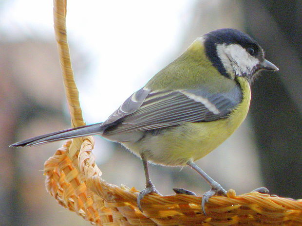 sýkorka bielolíca Parus major