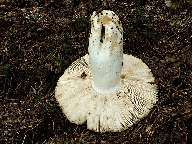 plávka smradľavá Russula foetens Pers.