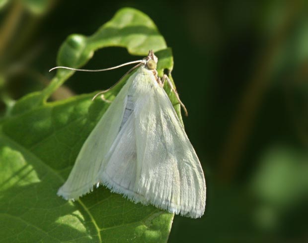 víjačka Udea rhododendronalis