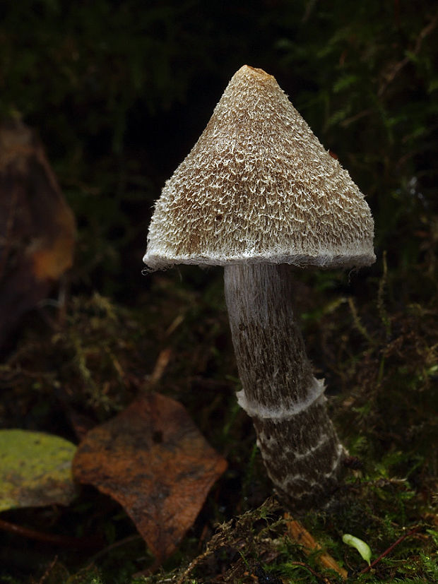 pavučinovec muškátový Cortinarius flexipes (Pers.) Fr.