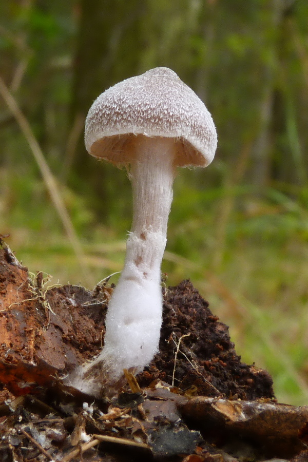 pavučinovec Cortinarius sp.