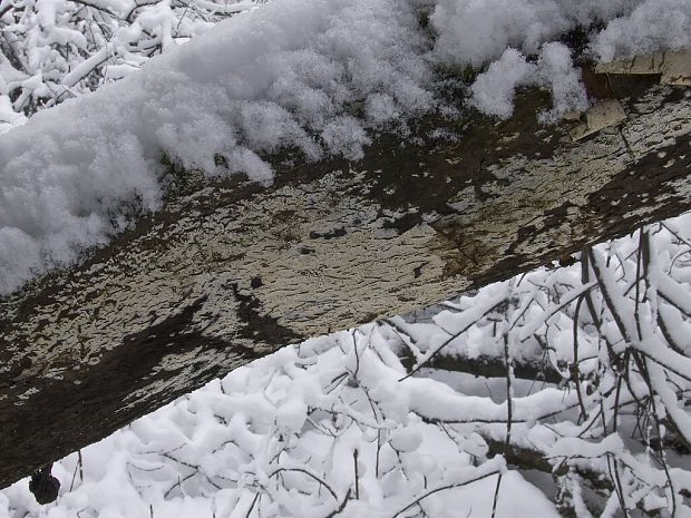 hyfodoncia lužná Fibrodontia gossypina Parmasto