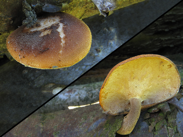 trúdnik Polyporus sp.