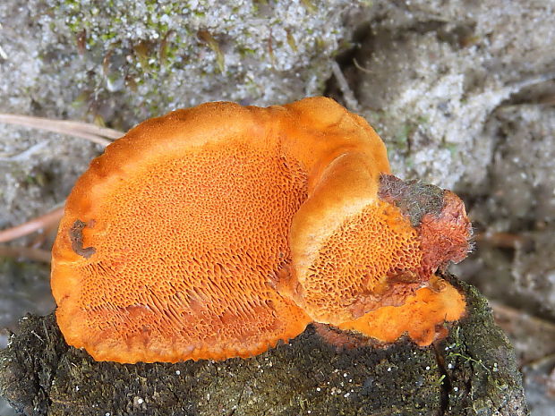 červenica rumelková Pycnoporus cinnabarinus (Jacq.) P. Karst.