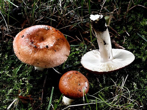 plávka Russula sp.