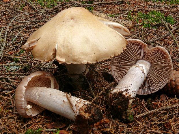 pavučinovec inovaťový Cortinarius caperatus  (Pers.) Fr.